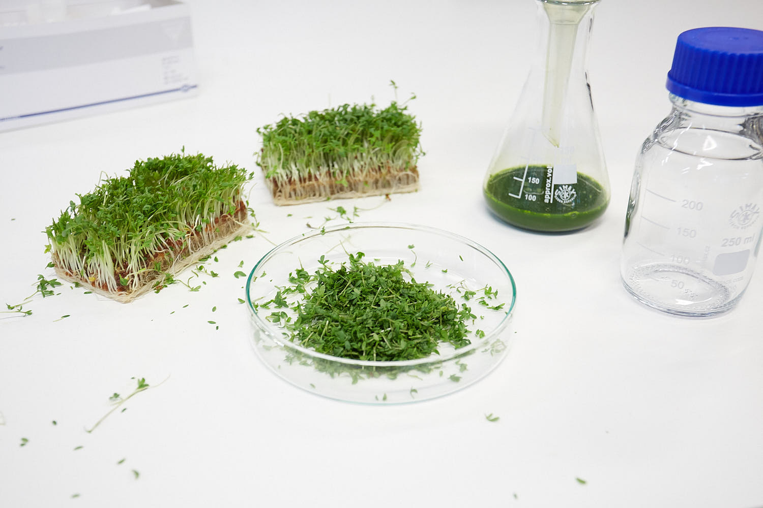 Anthotype Garden Cress process