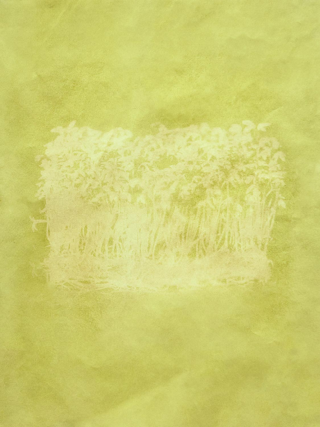 Garden Cress, 2023 - Anthotype