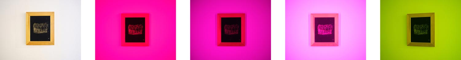 Afterglow eye transition - Anthotype in contactframe