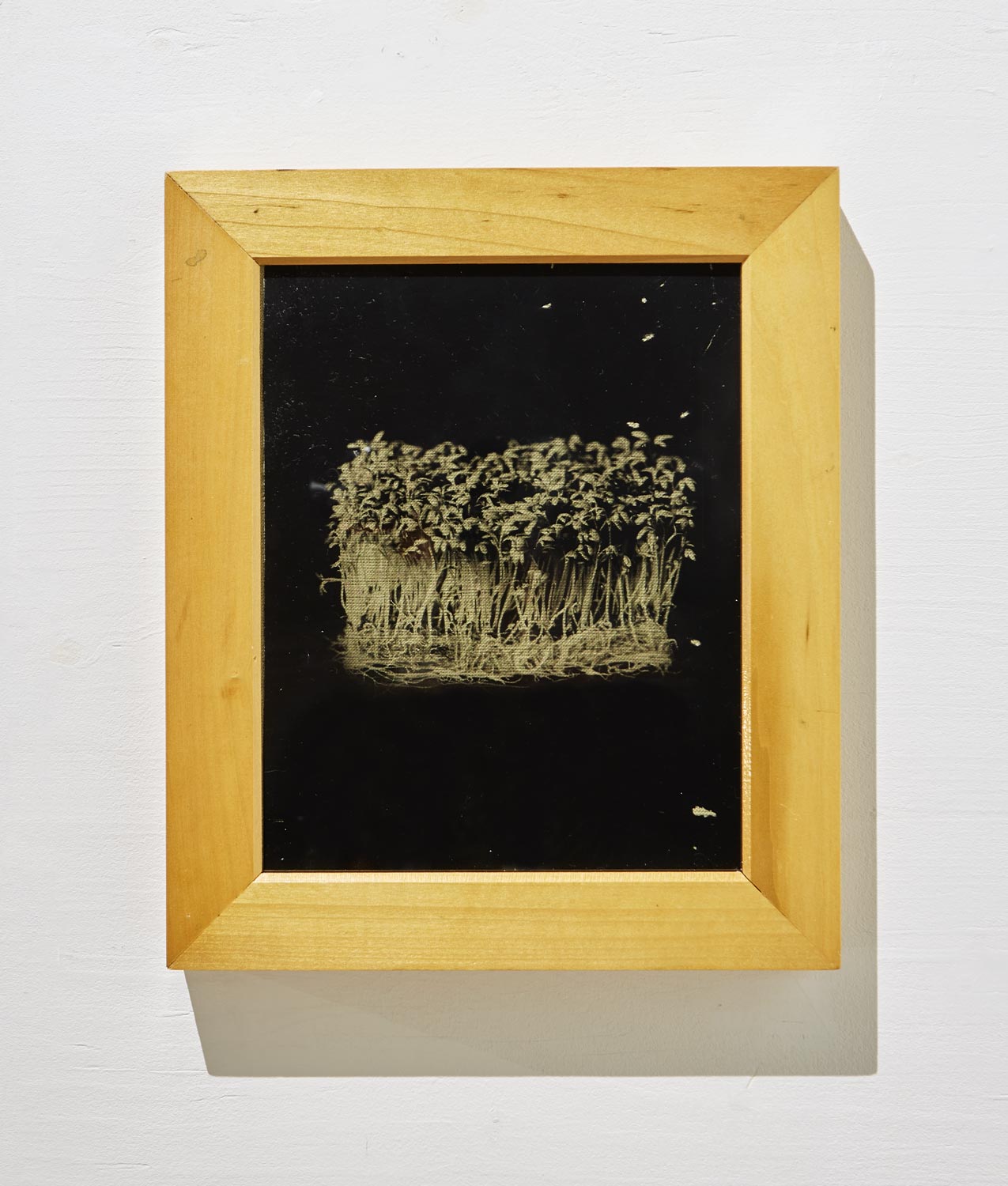 Garden Cress, 2023 - Anthotype